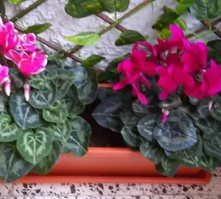 Sunshiny Costa Del Sol -