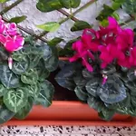 Sunshiny Costa Del Sol -