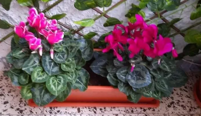 Sunshiny Costa Del Sol -